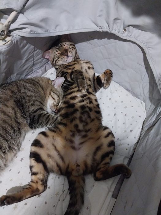 Бенгальский кот на вязку