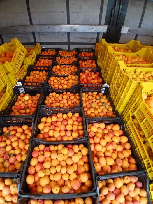 Caise bune pentru palincă țuică, dulci și bine coapte, livrare rapidă la domiciliu