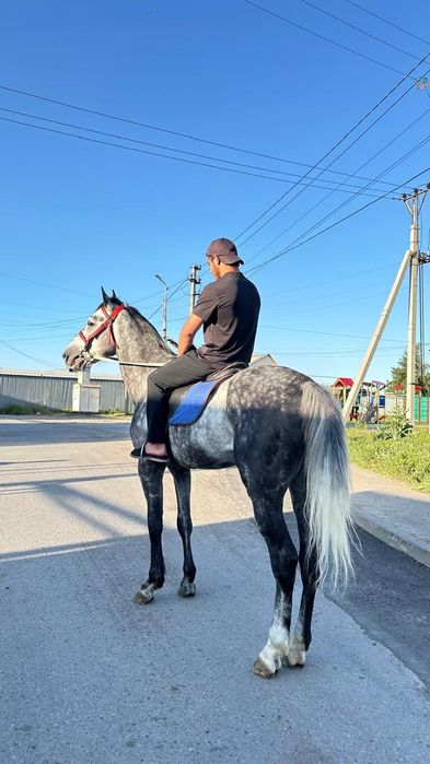 Продам жеребца жорга айгыр