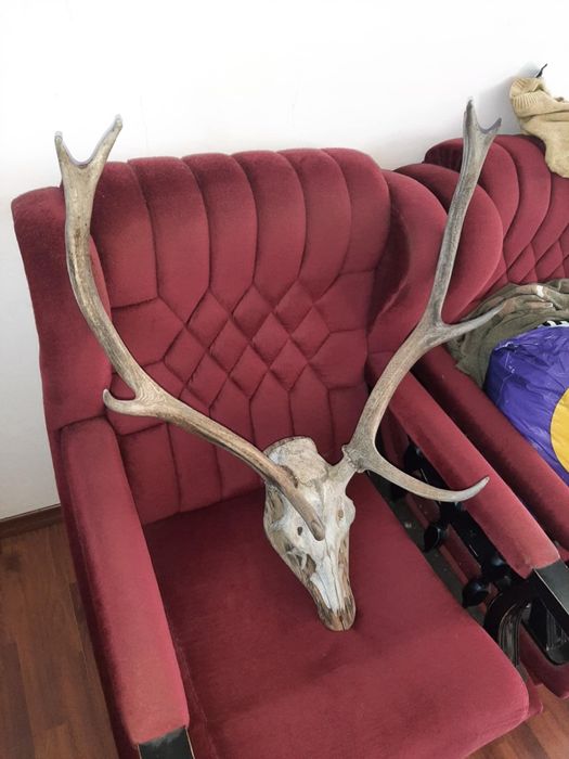Красиви трофейи от елени