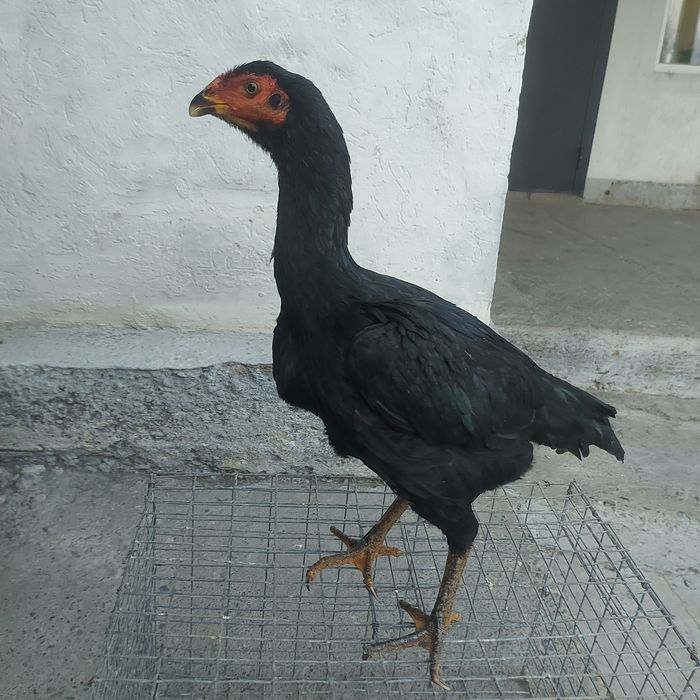 Ветнам ганой  джужа