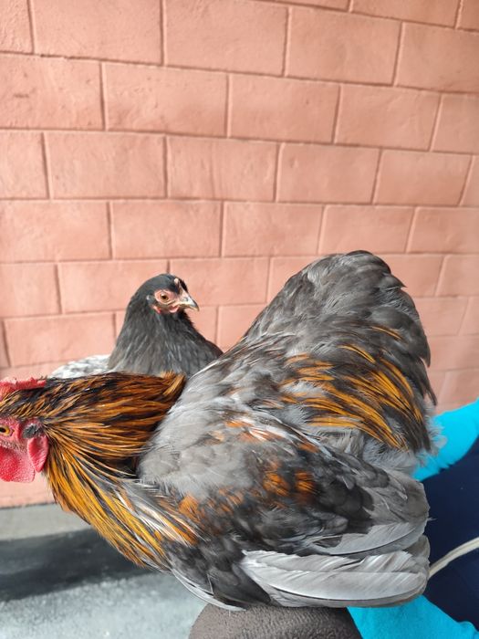 Карликовый кохинхин пара