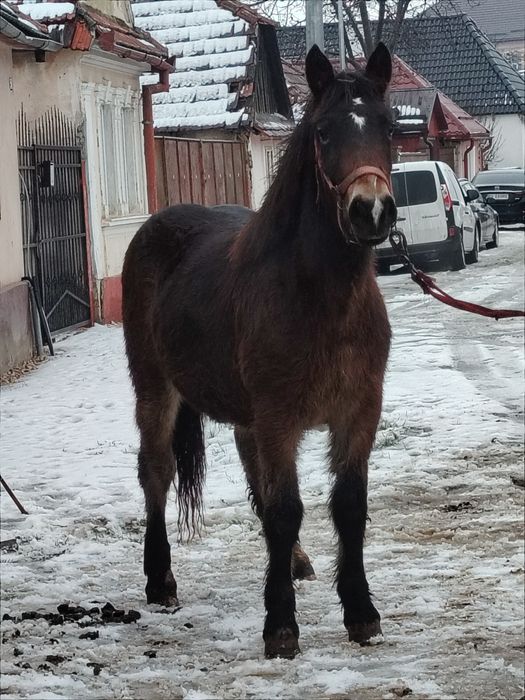 Mânză disponibilă