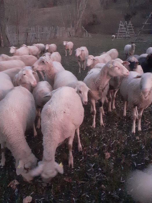 Oi de vânzare metis lacaune cu ile de france
