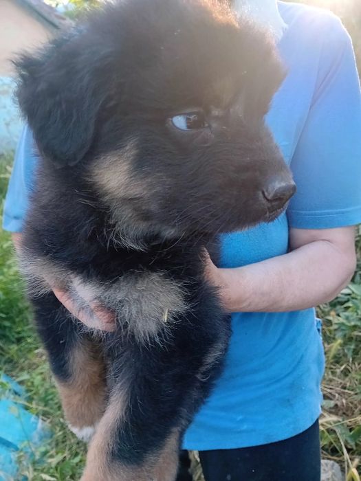 Puiuți pentru adopție
