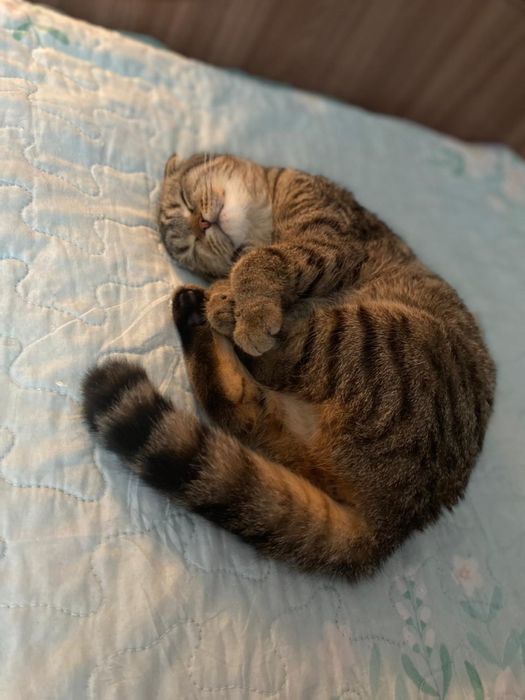 Котенок шотландский вислоухий девочка