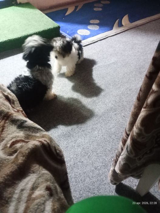 Pui de de catel situ de vânzare