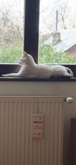 Motanel de 10 luni spre adoptie