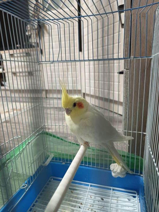 Продается попугай. Девочка. Торг уместен.