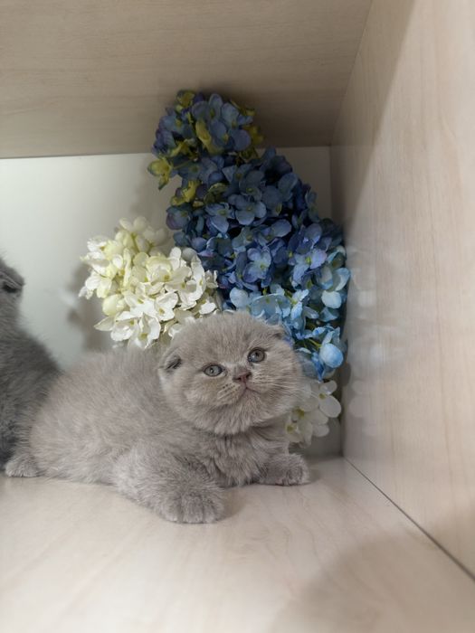 Skottsh fold qiz ogil