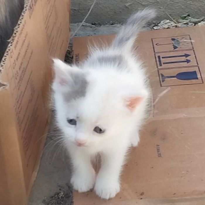 Малышам котятам нужен дом
