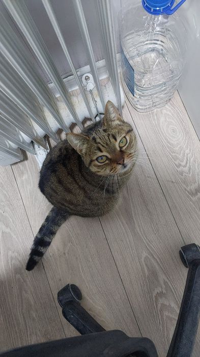 Кошка,кот катенок