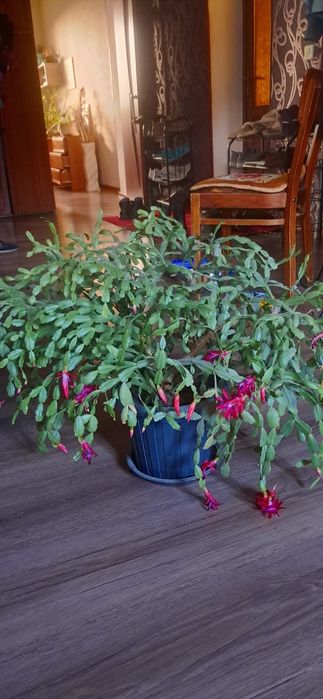 Продаю прекрасный цветок декабрист!