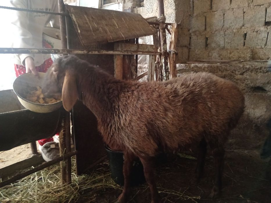 Ургочи богоз Qirgiz  qoy urgochi bogoz  кой соглик киргиз