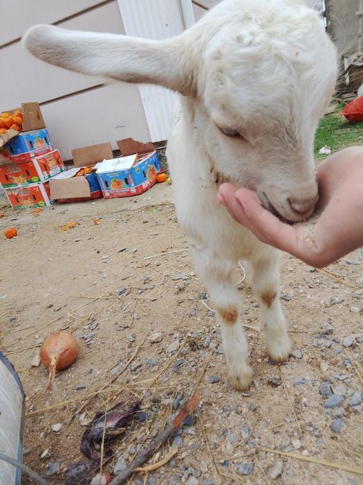 Козлята  молочой пароды,от35 тыс.