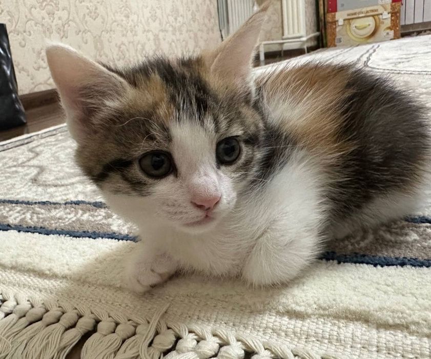 Котенки.Отдам бесплатно
