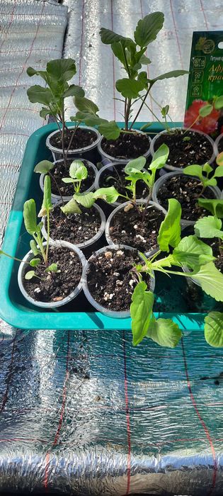 Уличные цветы.целозия .