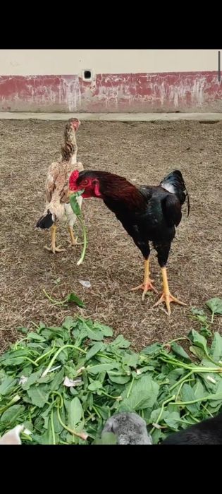 Дакан хуроз зот олишка Тухмлари сотилади Инкубатор яйцо