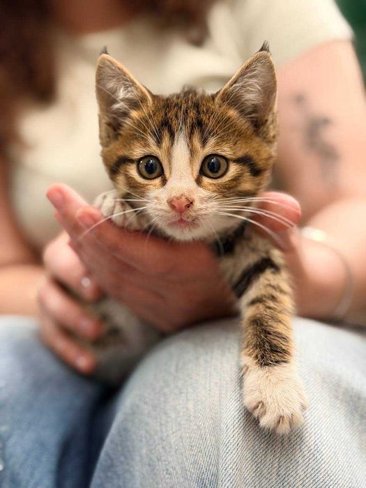 Котёнок / кот / Отдается в добрые руки. Ходит в лоток. Нежный. Игривый