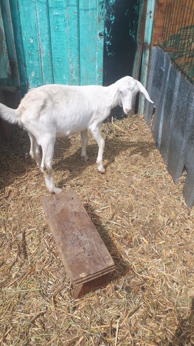 Козочка 8 месяцев англонуби.