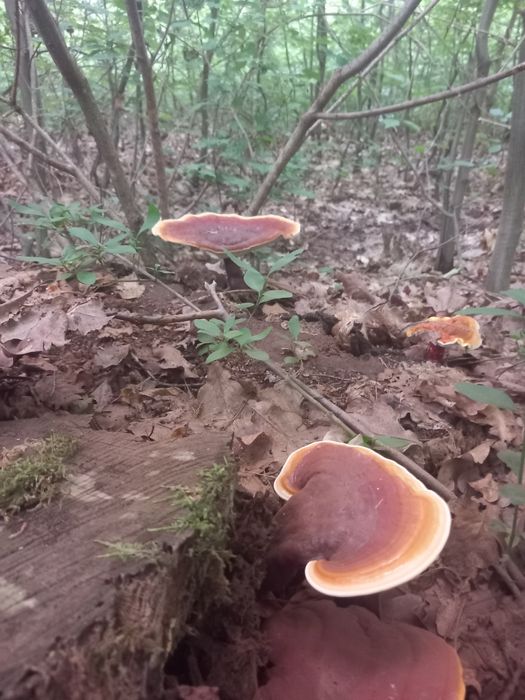 Ciuperci uscate ganoderma reishi
