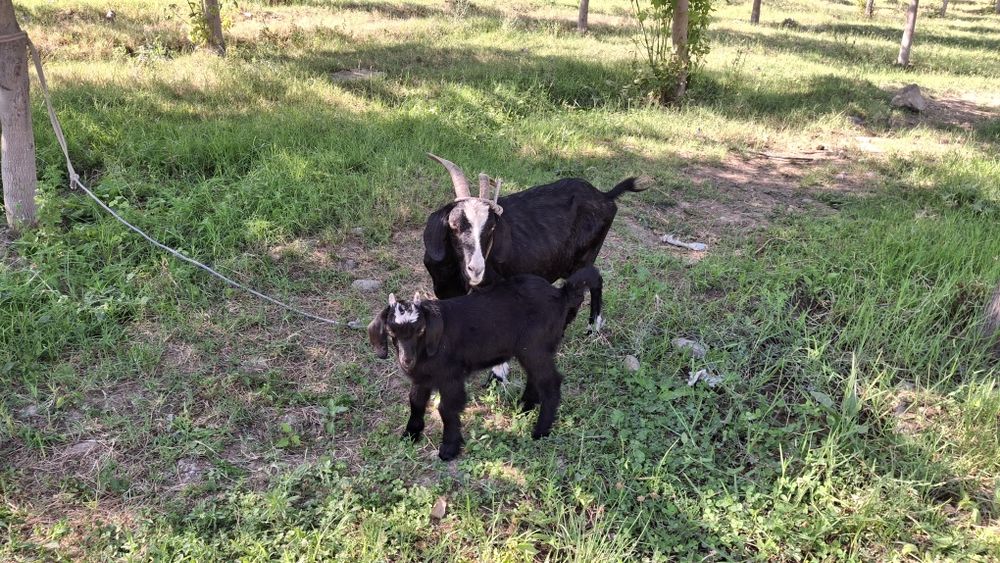 Echki ona bola sotiladi