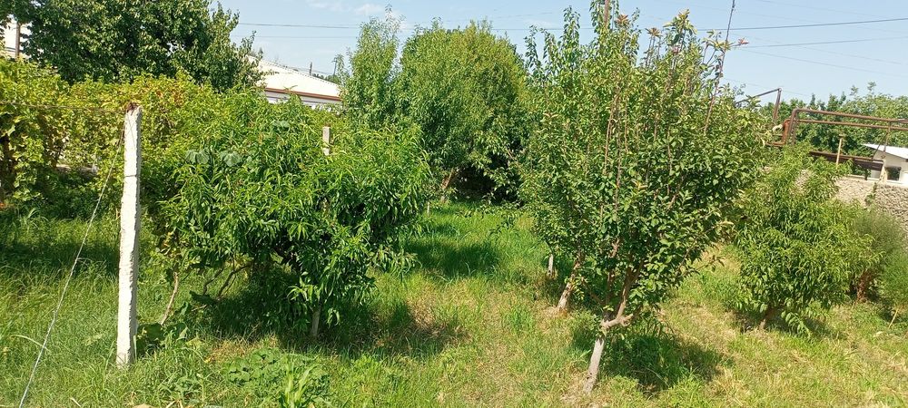 Oq ariq yer uchastka