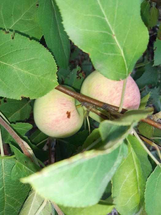 Срочно продам дачу на Самсоновке