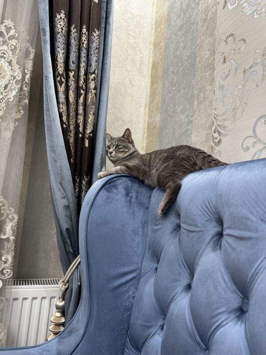 Mushuk berib yuboriladi