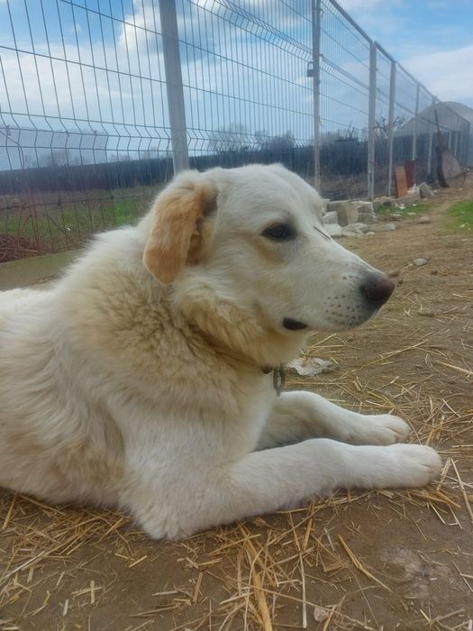 Donez catel alb mascul 11 luni