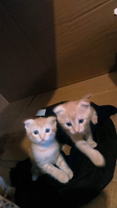 котята 3 девочки и мальчик, бесплатно,