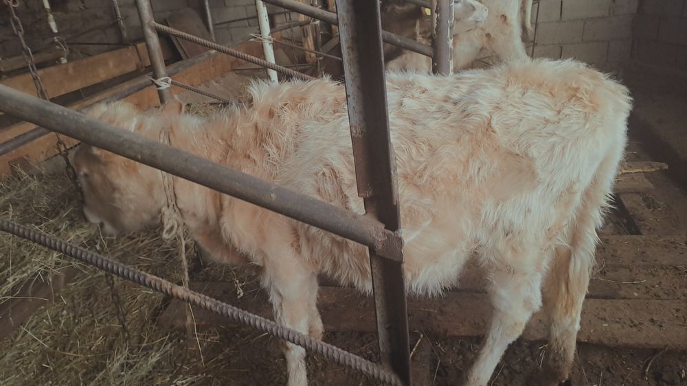 Тана 250 мың Ұзынағаш