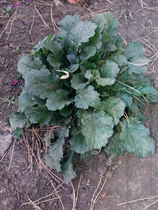 Продам цветы многолетней ромашки.