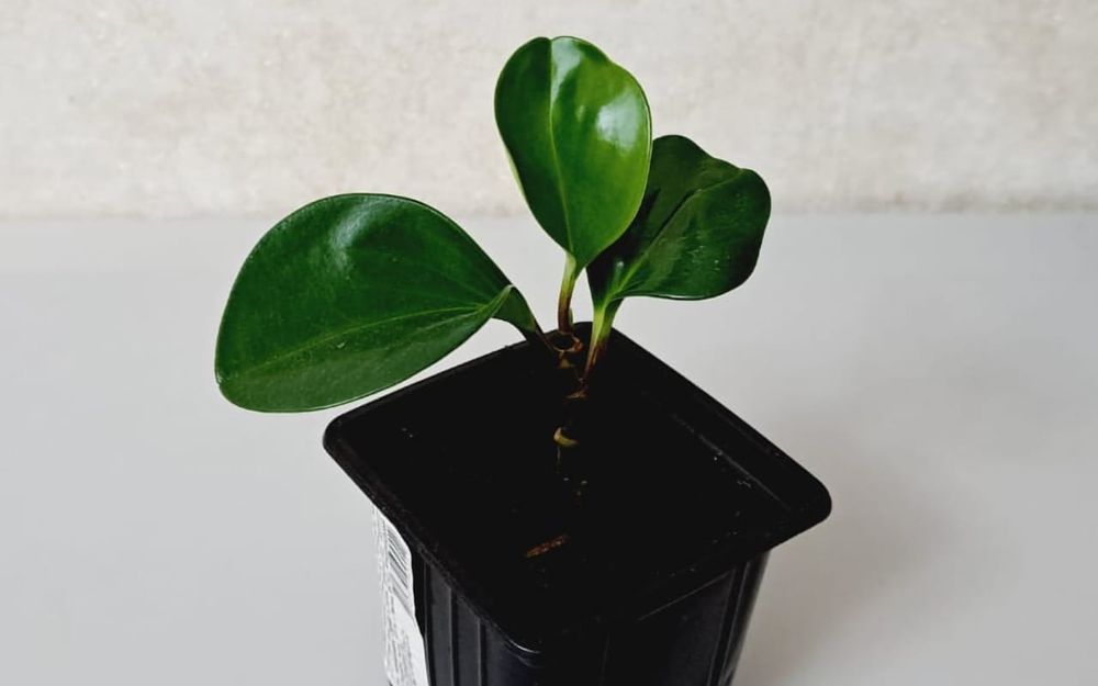 Комнатные цветы.