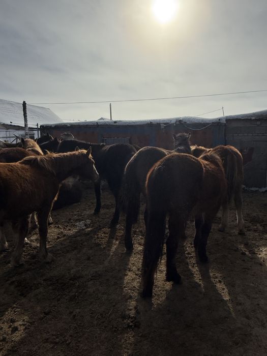 Тайлар лощадь жылқы полтарашки