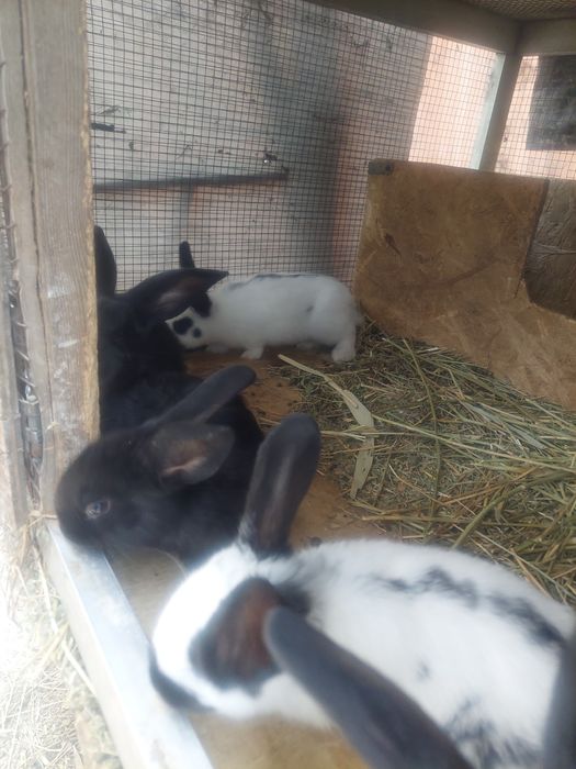 Кролики возраст  2месяцев