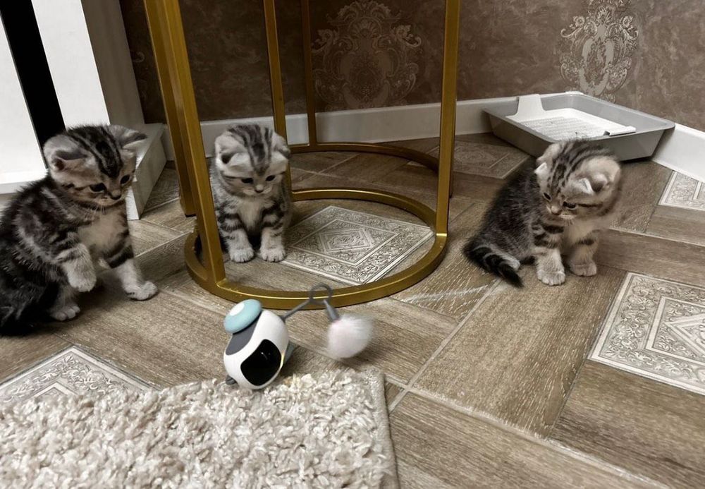 Продам шотландских котят