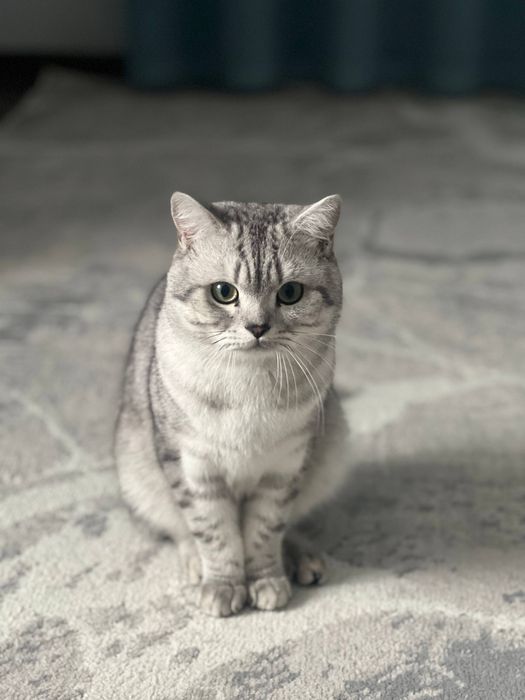 Британская шиншила