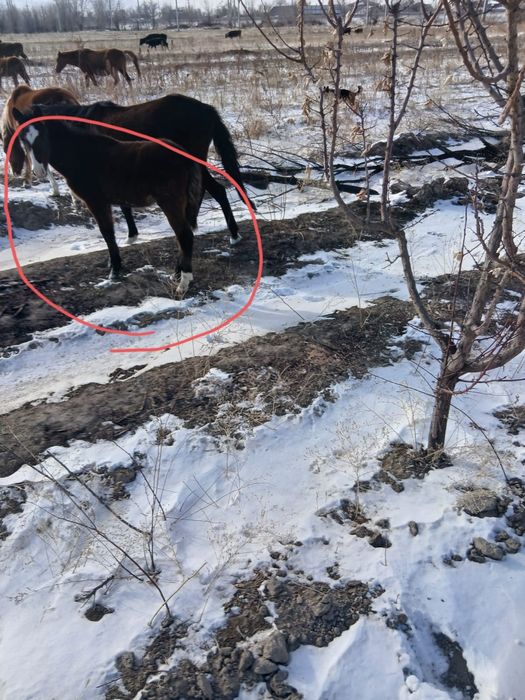 Продам жеребят,Шелек