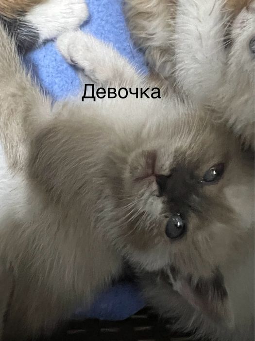 Отдадим котят в добрые руки