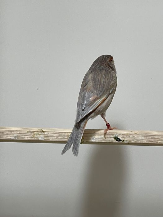 Продается готовая самка канарейки