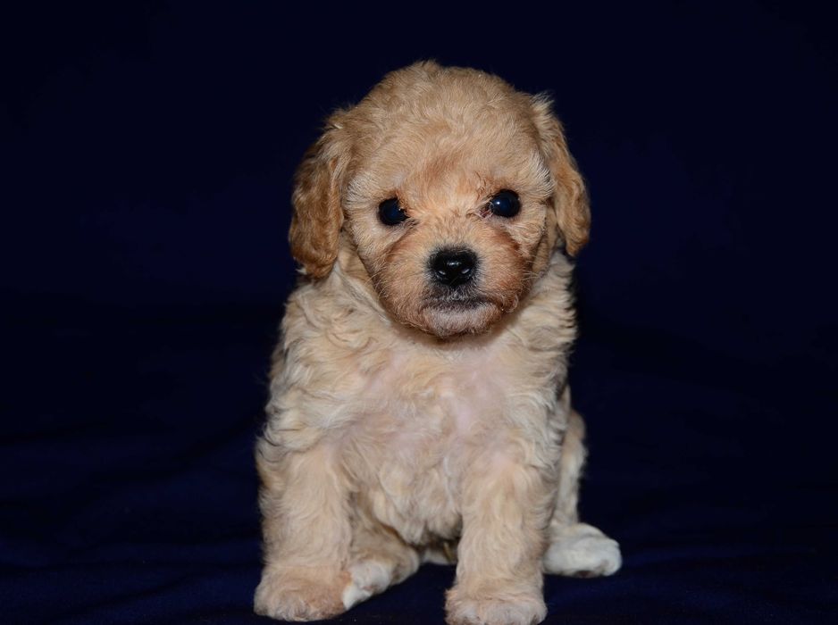Мальтипу мини ! Maltipoo f1