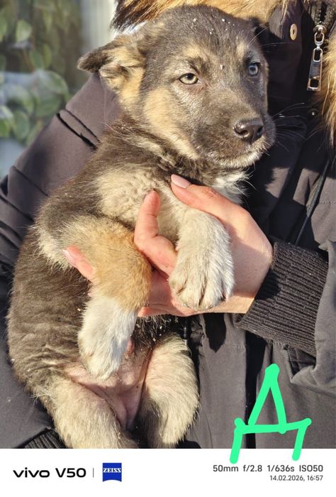 Милые щенки ищут дом!