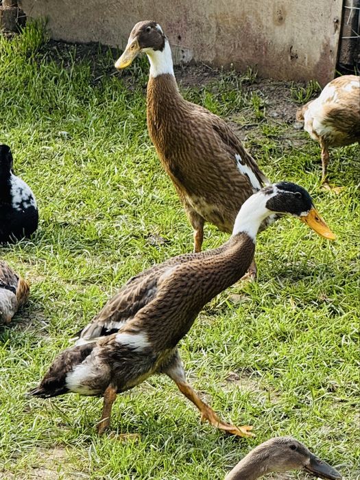 Vand  rate indiene alergatoare la reducere