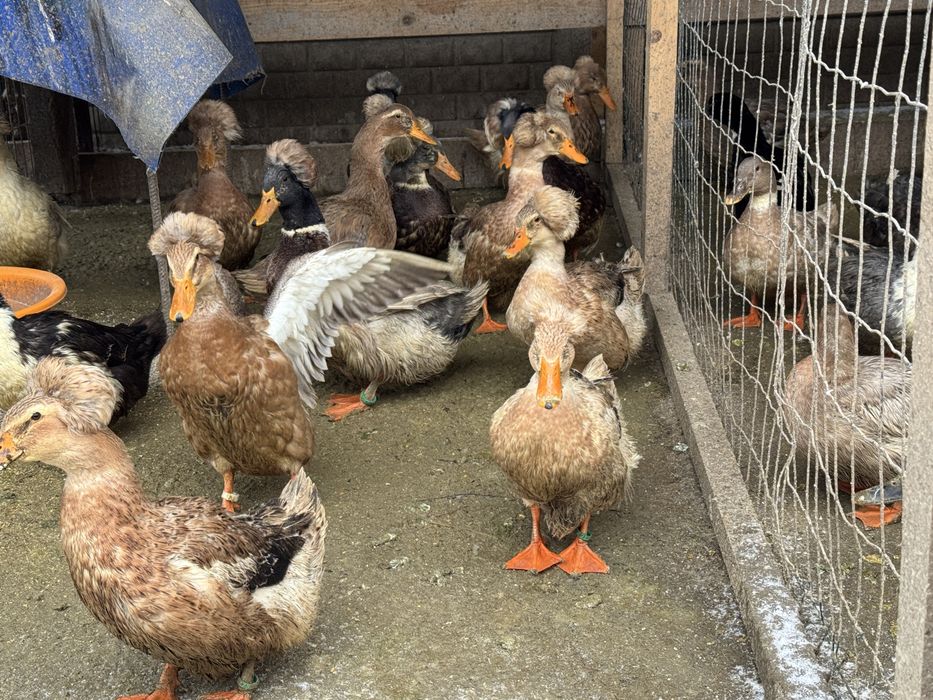 Rațe moțate,vand sau schimb