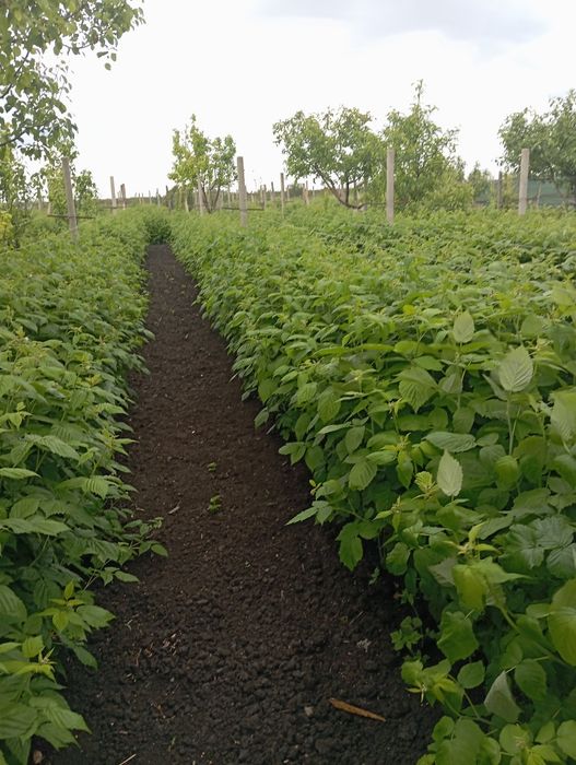 Zmeură de vânzare