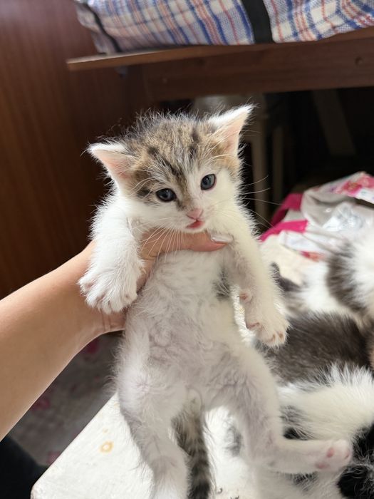 Котята в хорошие руки