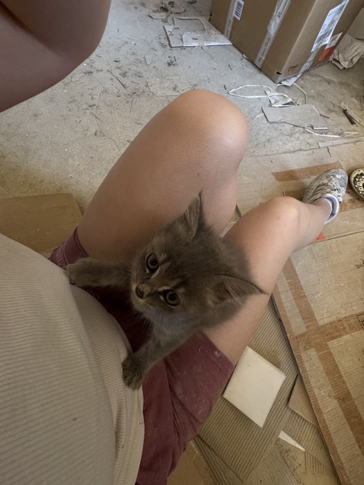 Подарява се малко сиво коте,момиче