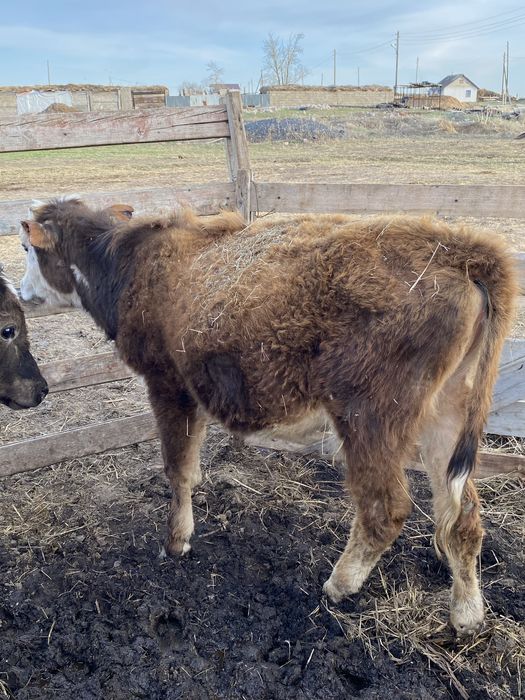 Тайша сатылады 5 бас