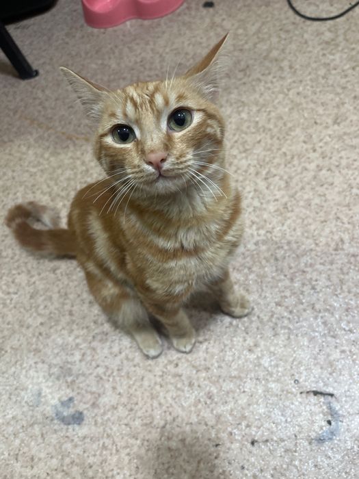 СРОЧНО кот 5 месячный приучен к лотку